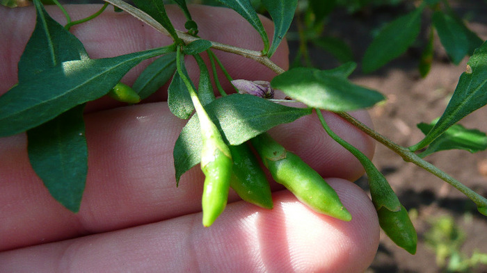 P1250180 - 2- Goji and Gynostemma September 3rd 2011