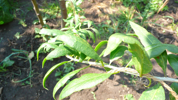P1250188
