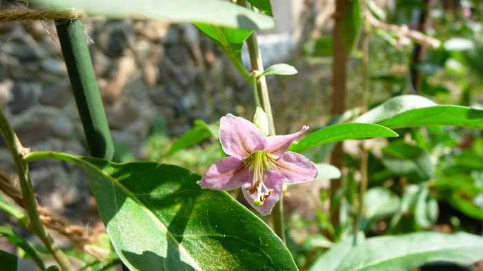 P1250193