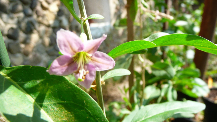 P1250194 - 2- Goji and Gynostemma September 3rd 2011