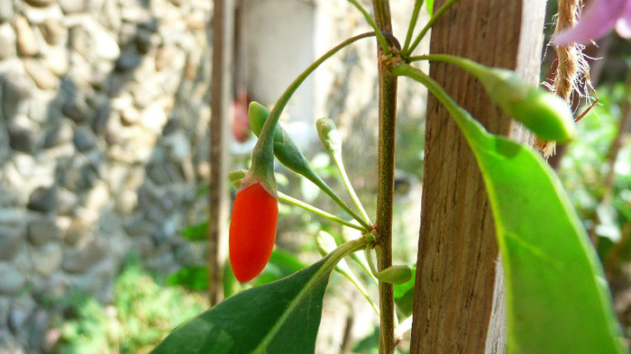 P1250200