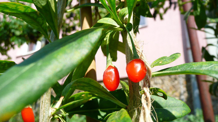 P1250210