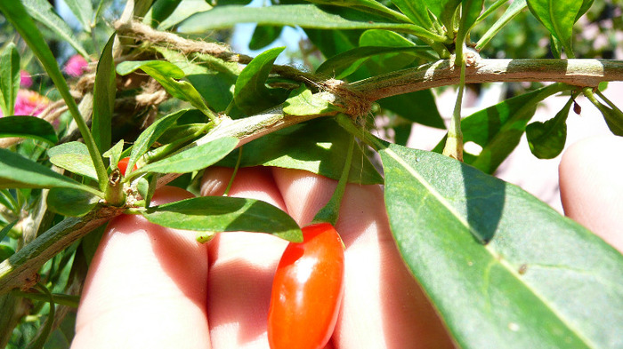 P1250211