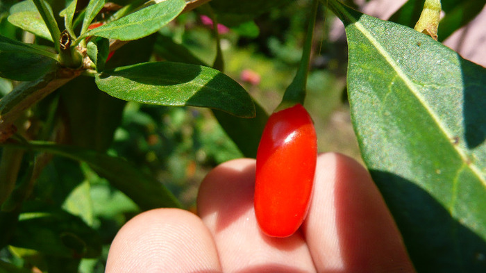 P1250212