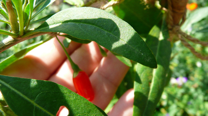 P1250218