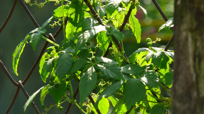 P1250269 - 2- Goji and Gynostemma September 3rd 2011