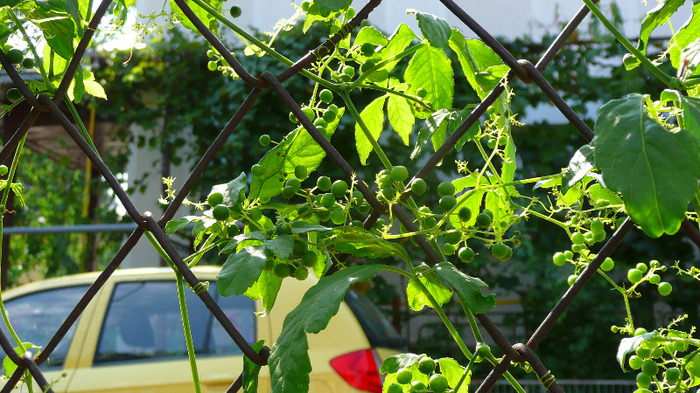 P1250270 - 2- Goji and Gynostemma September 3rd 2011