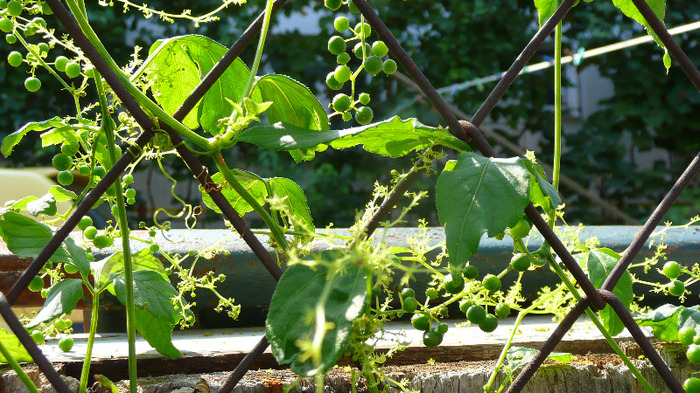 P1250271 - 2- Goji and Gynostemma September 3rd 2011