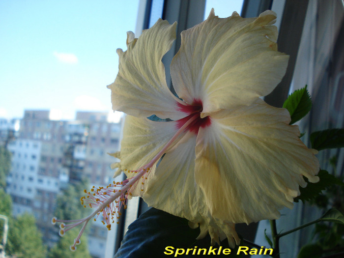 Sprinkle Rain(Fort de France) (3-09-2011) - Hibiscusi