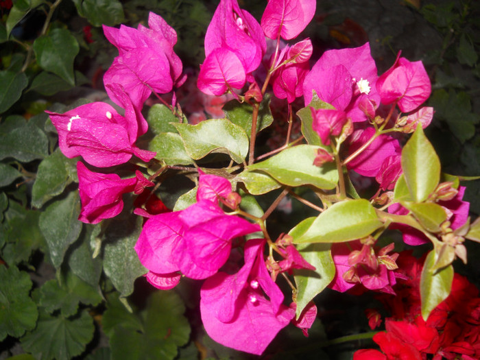 bougainvillea