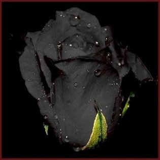 black_rose - 1-Poeziile mele