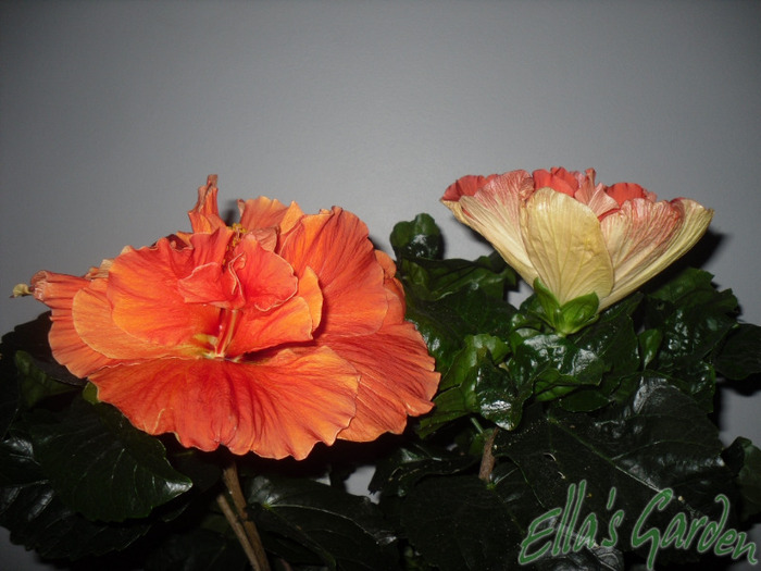 03 sept. 2011 - Hibiscus Joy