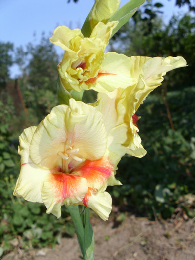  - Gladiole 2011