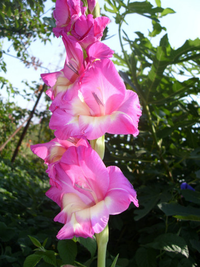  - Gladiole 2011