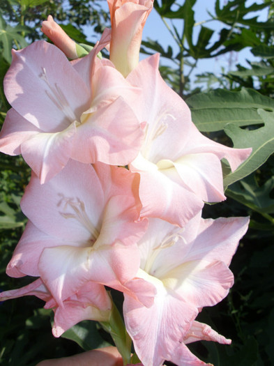  - Gladiole 2011