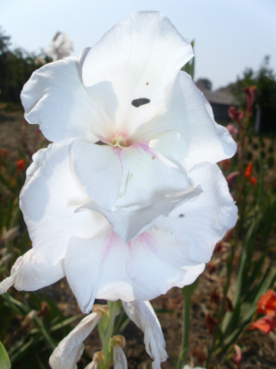  - Gladiole 2011