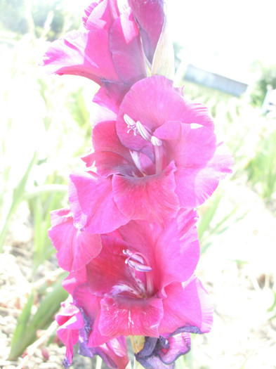  - Gladiole 2011