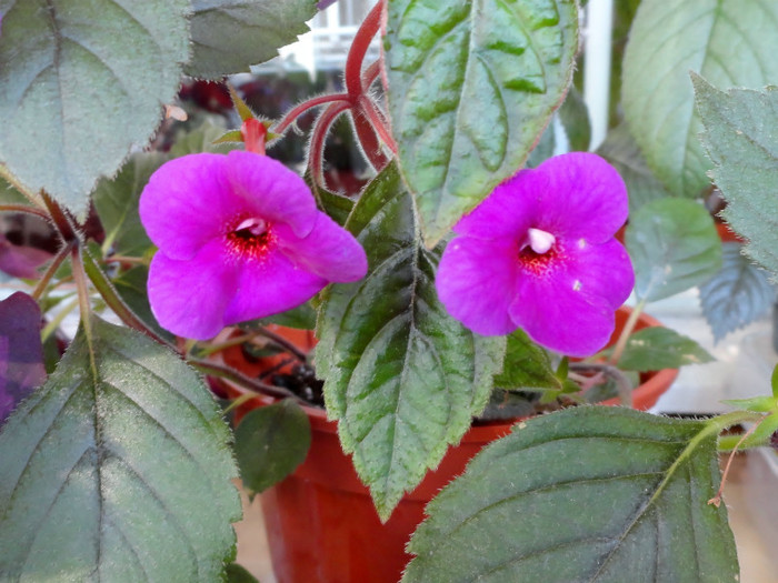 Claret - Achimenes