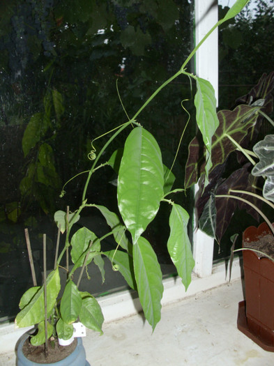 A MAI CRESCUT - PASSIFLORA CEASORNIC PURPURIU