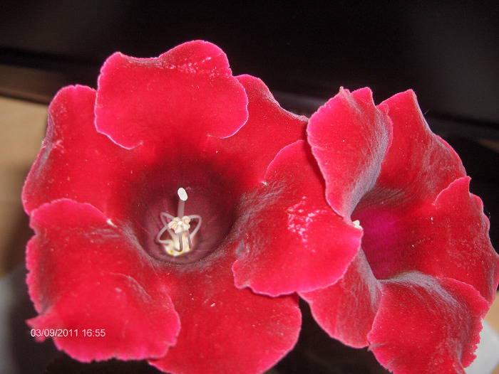 red velvet - gloxinii 2011