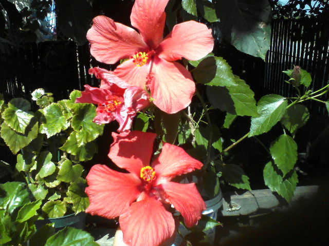 P23-08-11_11.40 - hibiscus