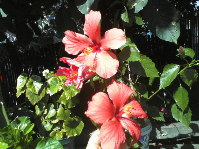P23-08-11_11.40[1] - hibiscus