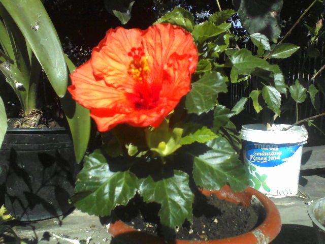 P31-08-11_10.31[1] - hibiscus