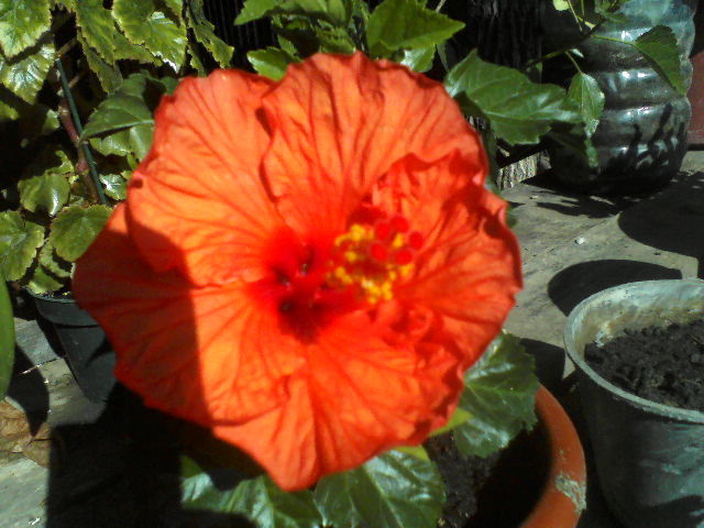 P31-08-11_10.31[2] - hibiscus