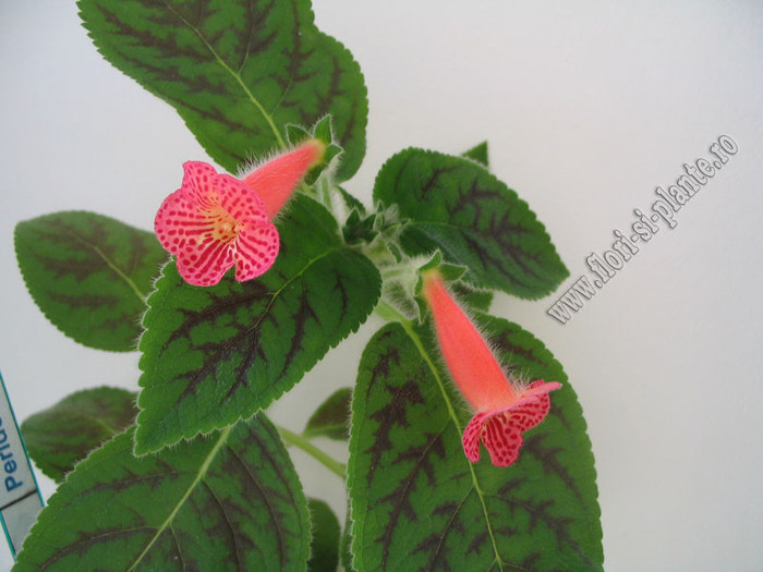 Kohleria Peridot\'s Mango Martini 4