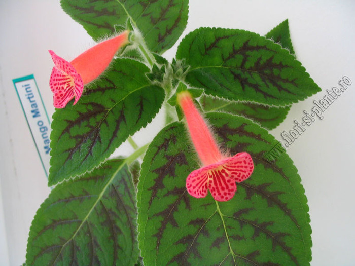 Kohleria Peridot\'s Mango Martini 6