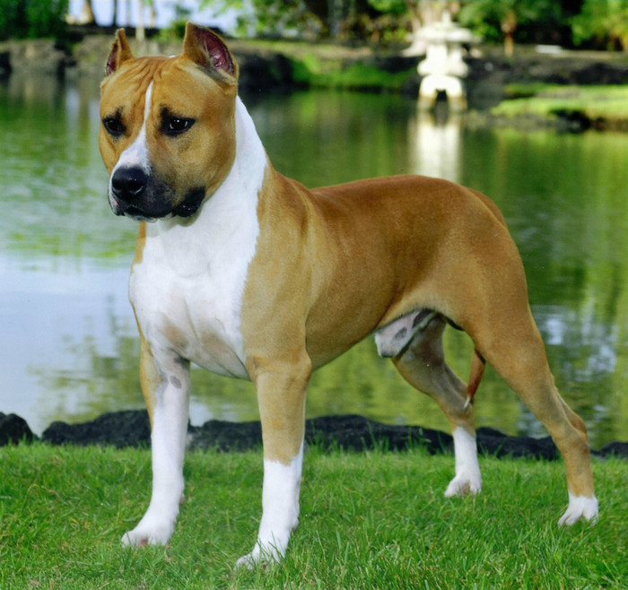 AmericanStaffordshireTerrier - z-poze caini tip bull
