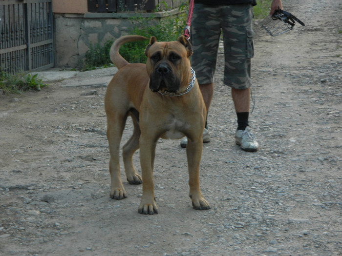 DSCN0381 - Dogo Canario