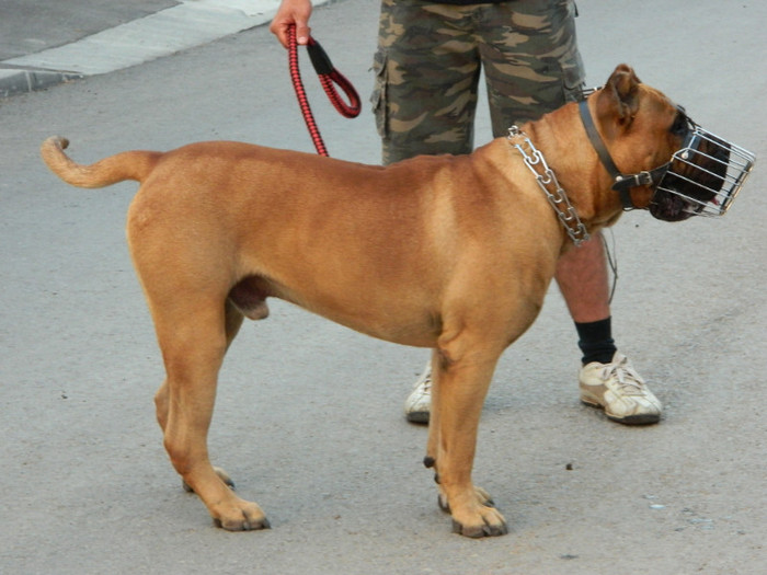 DSCN0456 - Dogo Canario