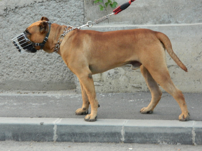 DSCN0463 - Dogo Canario