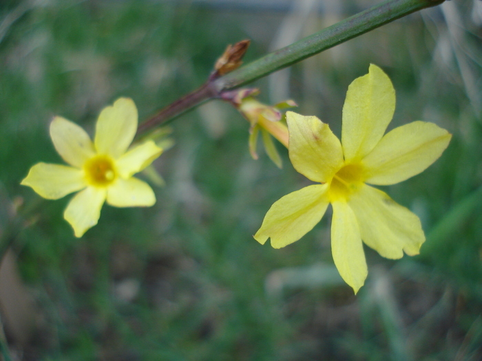 Jasminum nudiflorum (2010, March 26) - JASMINUM Nudiflorum