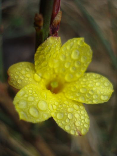 Jasminum nudiflorum (2011, March 18) - JASMINUM Nudiflorum