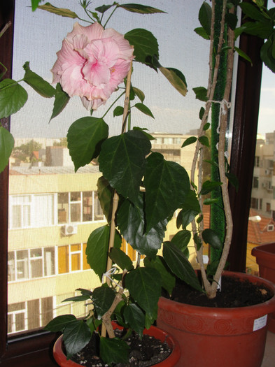 hibi roz pal batut, loredana78 - C-hibiscus 2011- 1