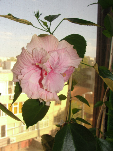 hibi roz pal batut - C-hibiscus 2011- 1