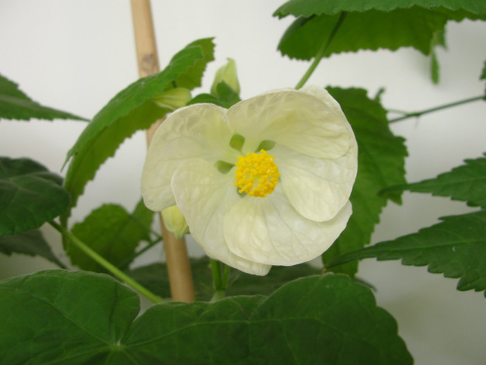 abuti alba ca zapada