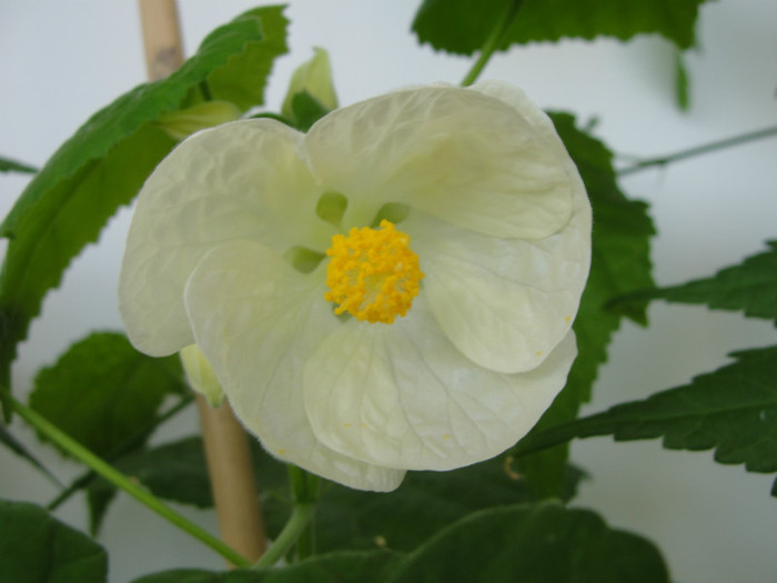 abuti alba ca zapada