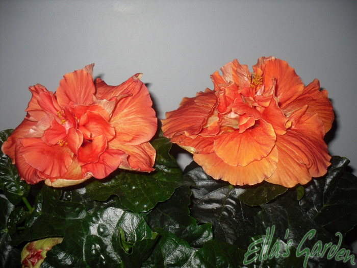 03 sept. 2011 - Hibiscus Joy