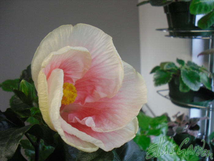 SAM_0562 - Hibiscus Sylvie