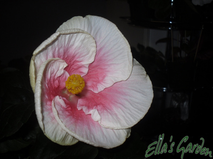 03 sept. 2011 - Hibiscus Sylvie