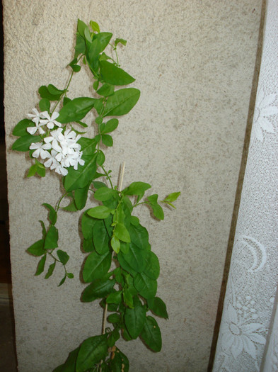 2011 - Plumbago alb