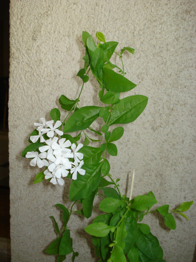 2011 - Plumbago alb