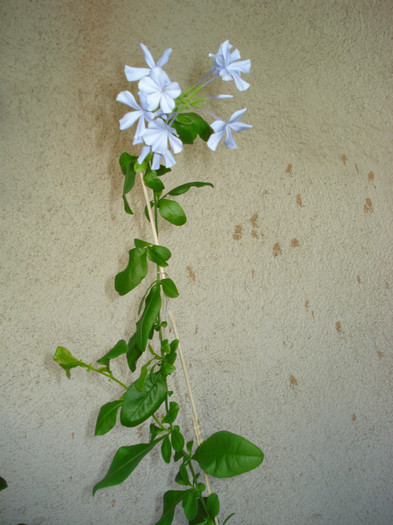 2011 - Plumbago bleu