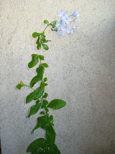 2011 - Plumbago bleu