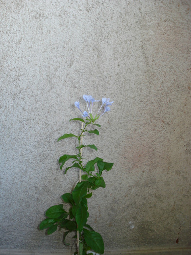 2011 - Plumbago bleu