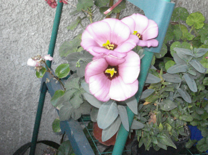 2011 - Lisianthus roz
