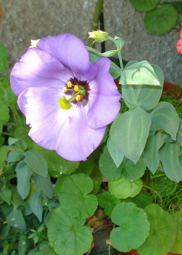 2011 - Lisianthus mov